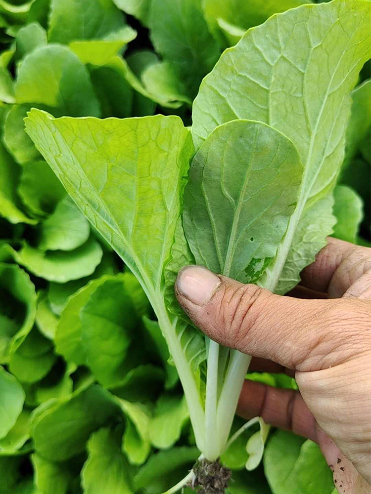 White-Stalked Baby Bok Choy