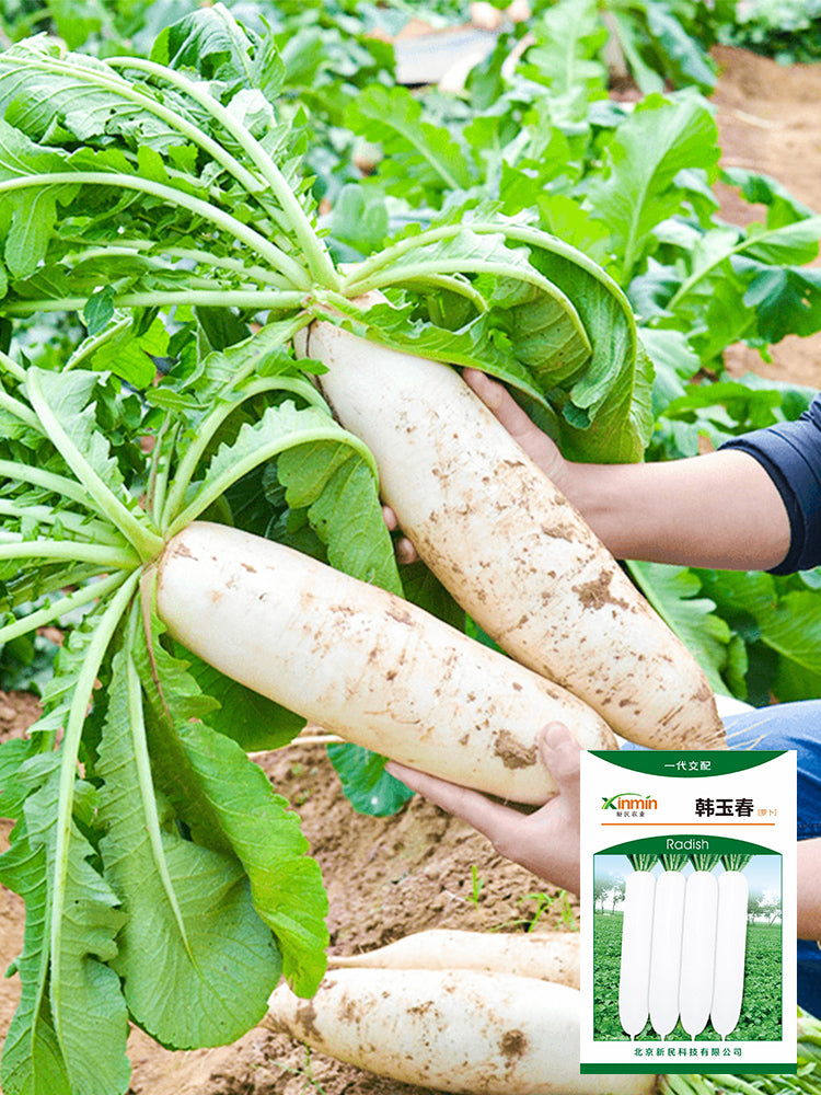 'Hanyuchun' White Radish