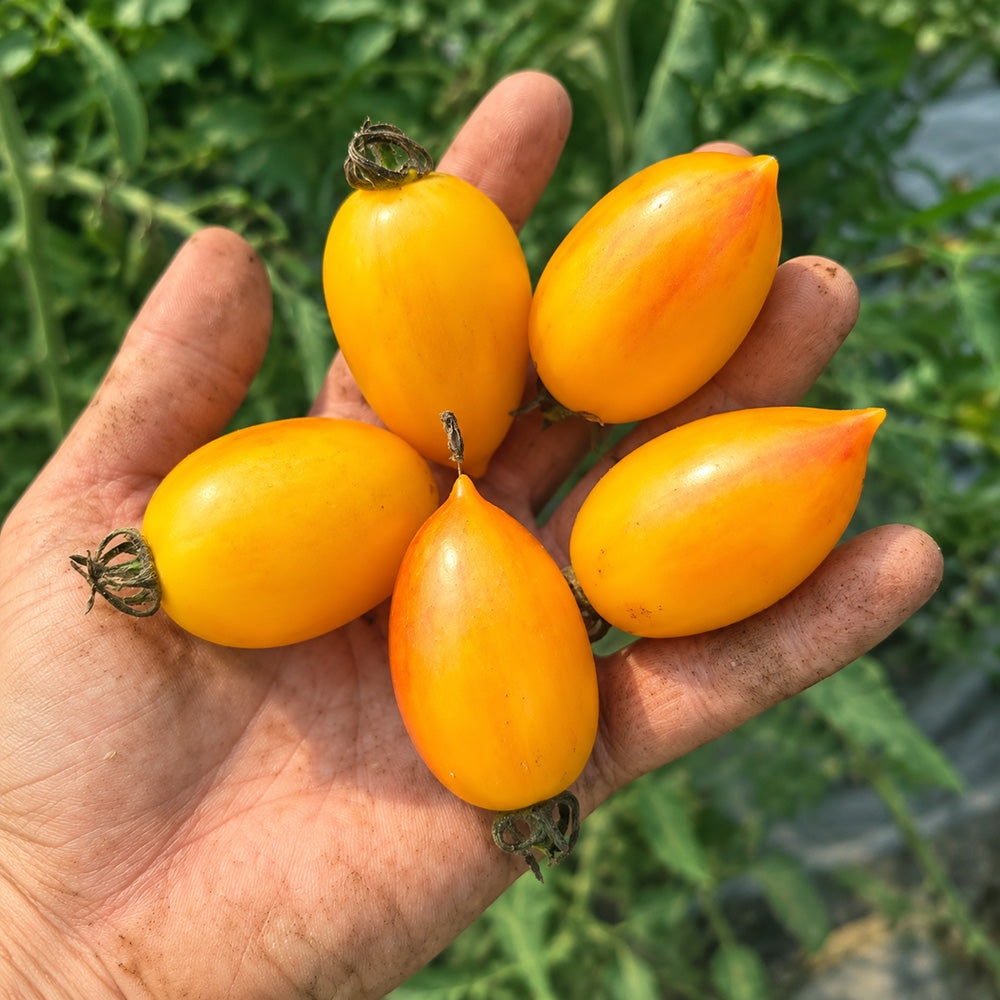 1117 Amarillo Long Yellow Cherry Tomato