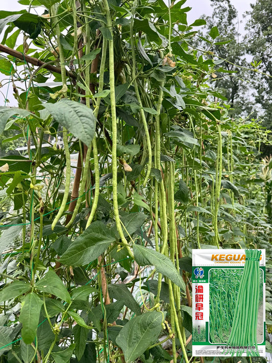 Yuyan Zaoguan Cowpea