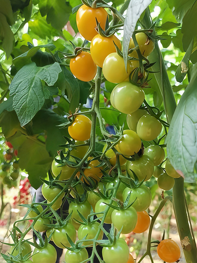 Charlotte Cherry Tomato