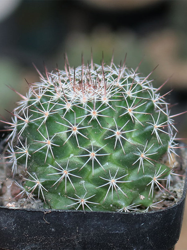 Mammillaria tayloriorum