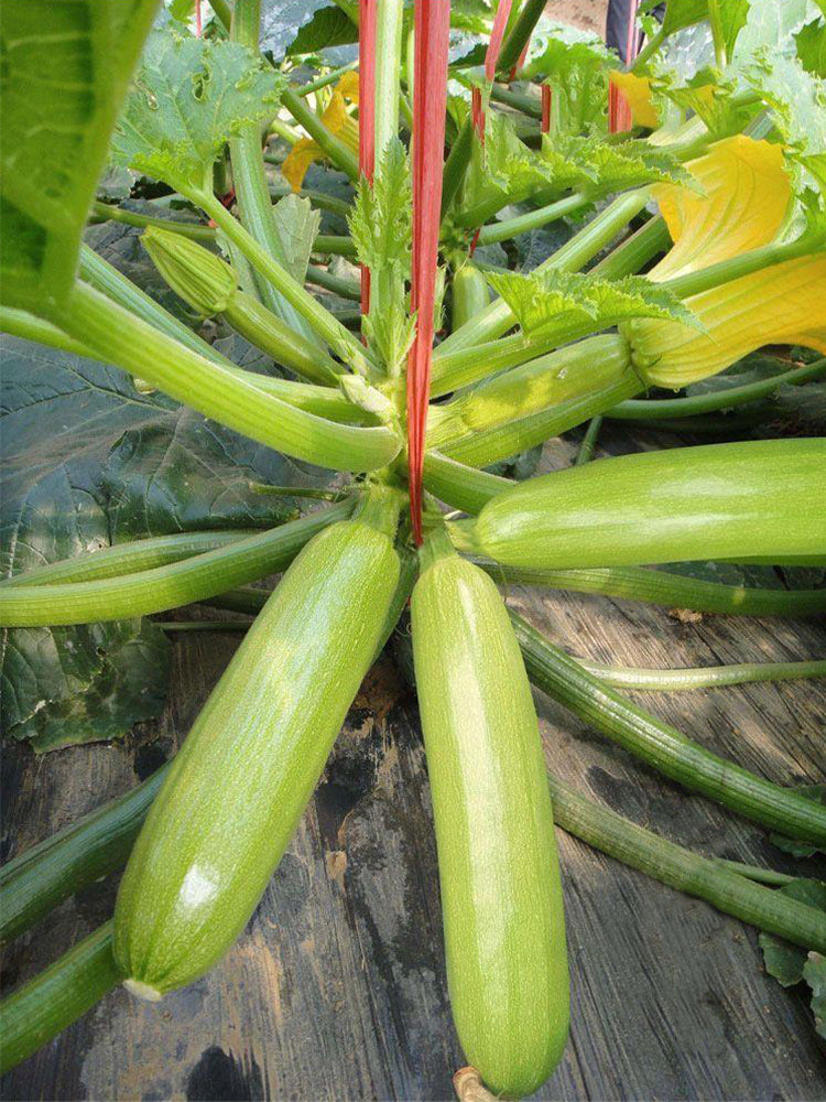 Zaoqing Zucchini