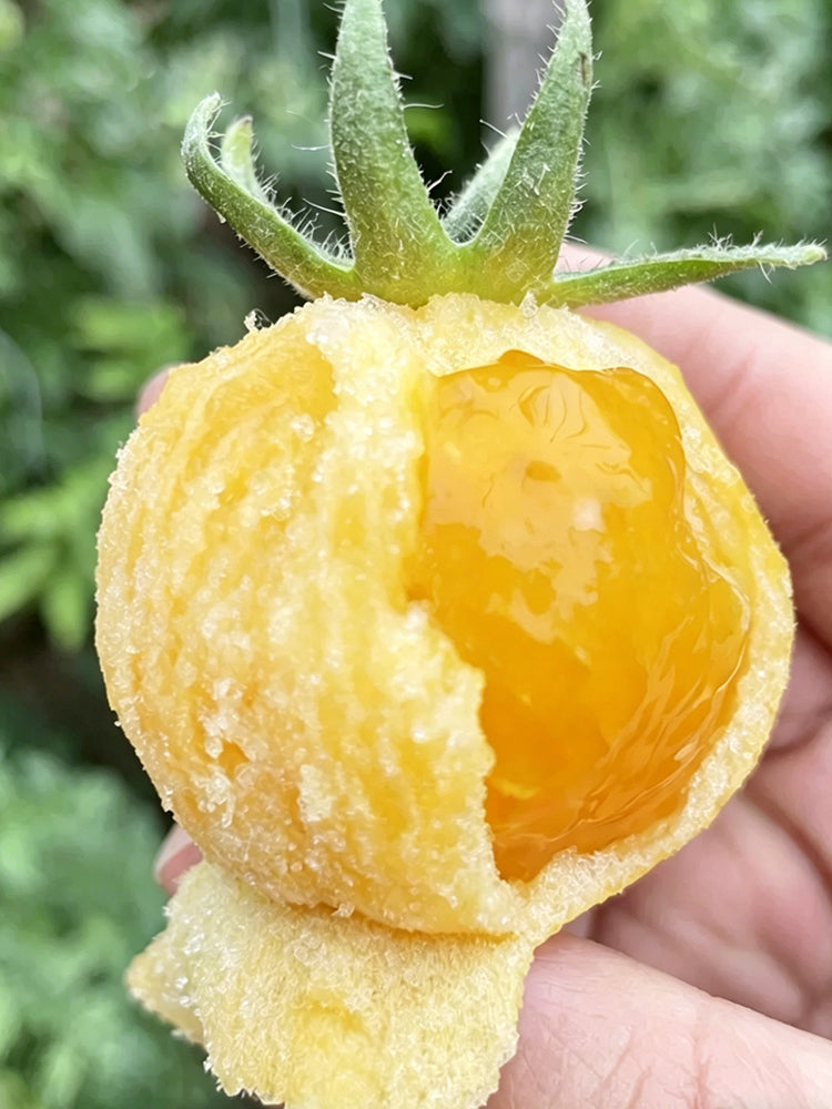 Sandy-Fleshed Cherry Tomato