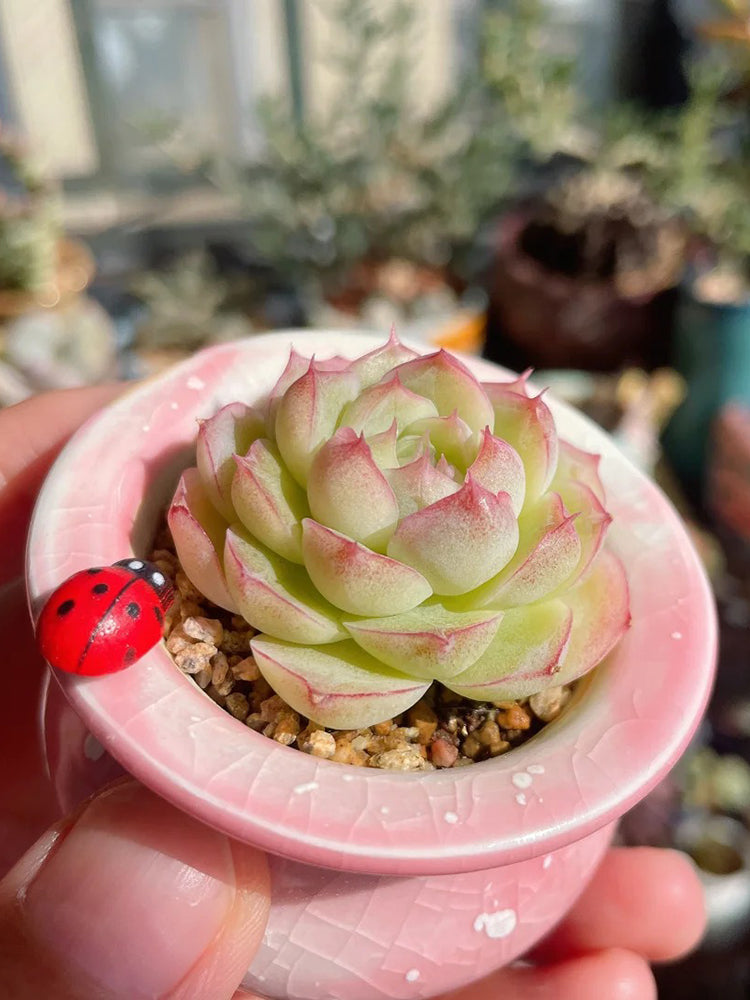 Echeveria cv. 'Pandora Queen'