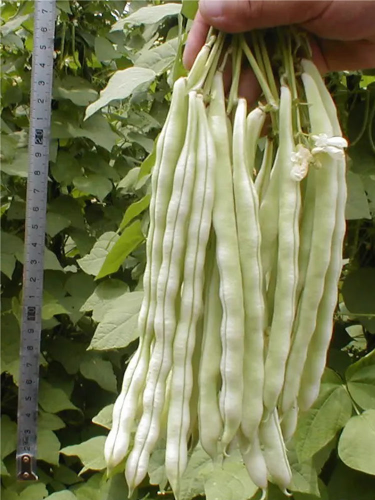 Baibulao White Kidney Beans