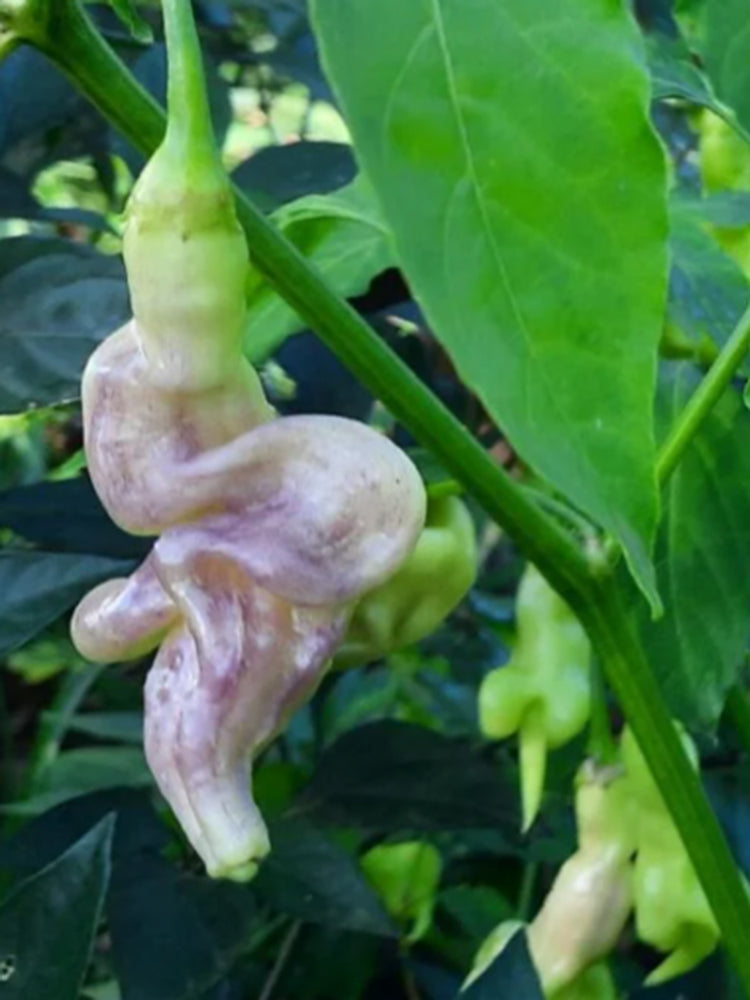 Aji Confusion Pepper