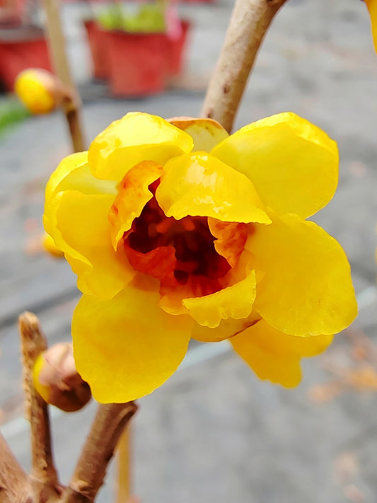 Guifei Sandalwood Wintersweet