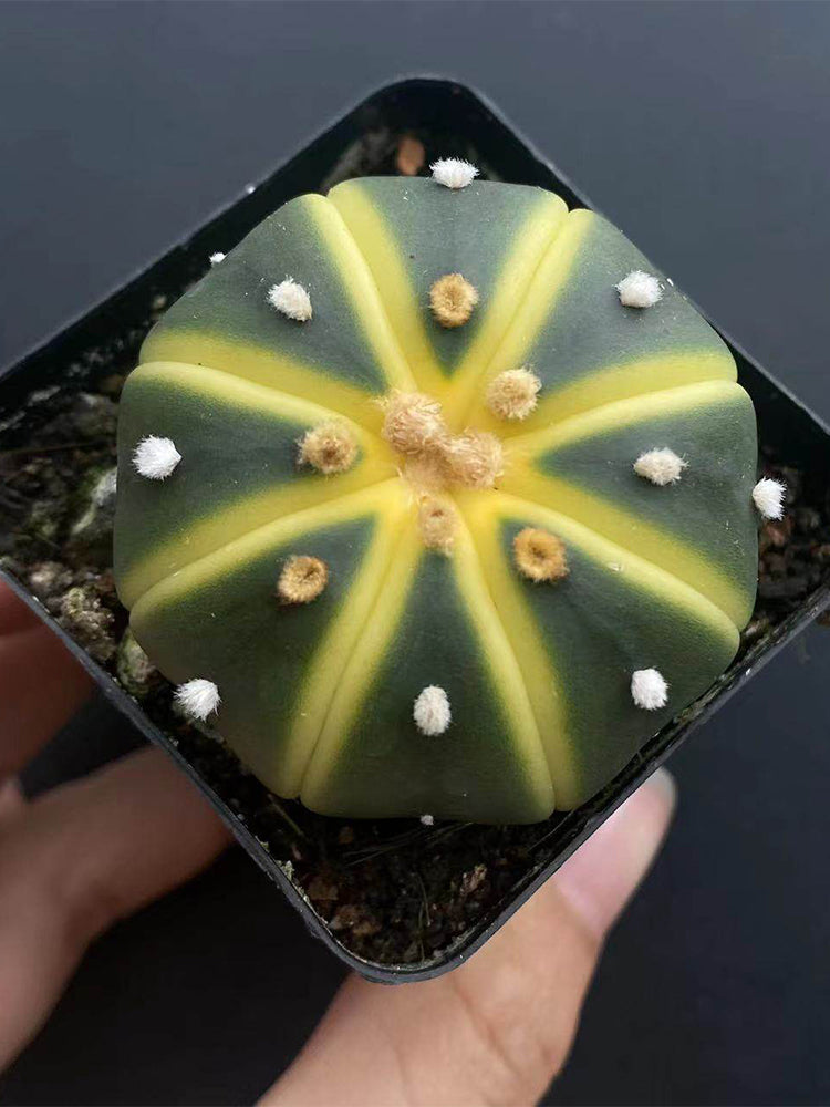 Astrophytum asterias Variegata