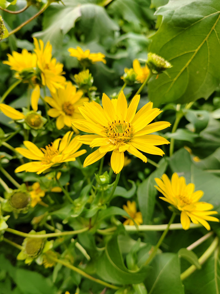 Cup Plant
