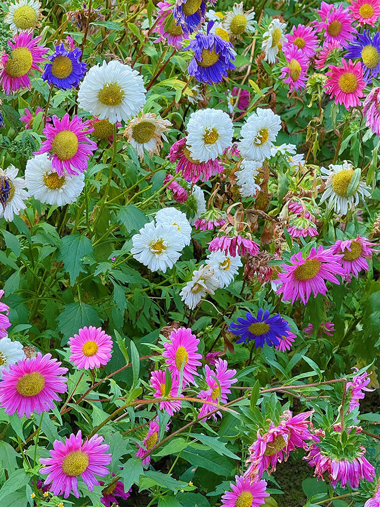 Hezhichun Mixed Color China Aster