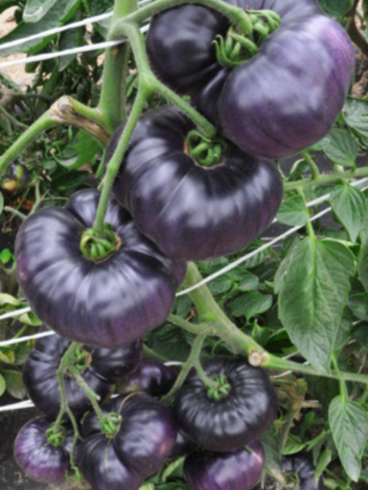 'Azure Giant' Tomato