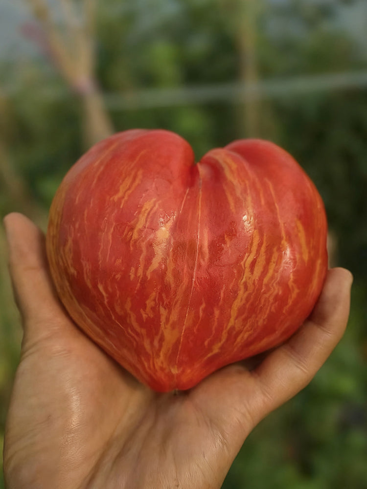 'Dwarf Stone Creek Heart' Tomato