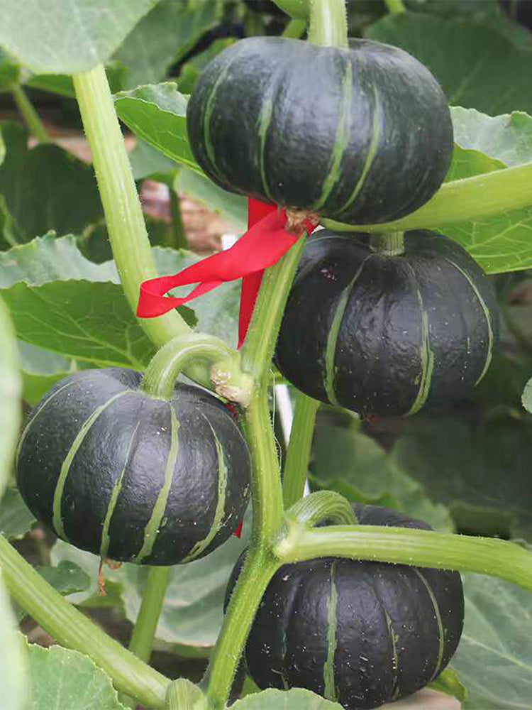 Beibei No.4 Baby Pumpkin