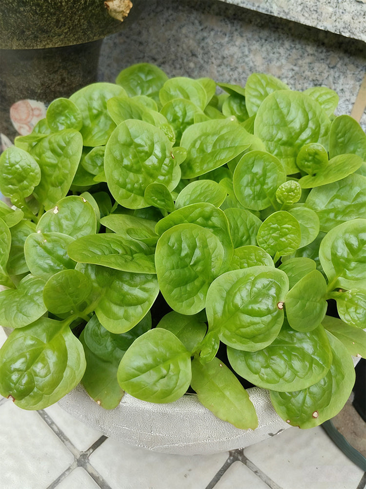 Large-Leaf Malabar Spinach