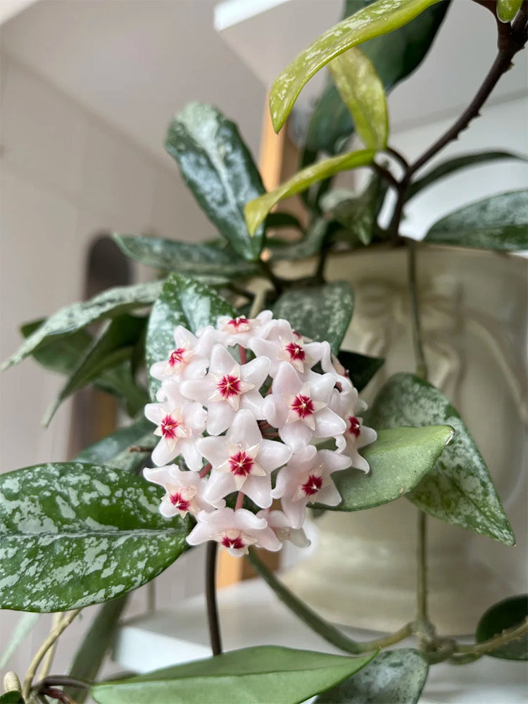 Hoya WG-073 Unrooted Stem Cuttings