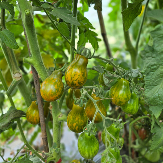 691 OFF Keyes Tomato