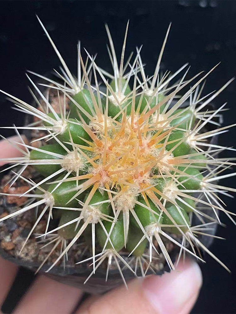 Echinocactus grusonii