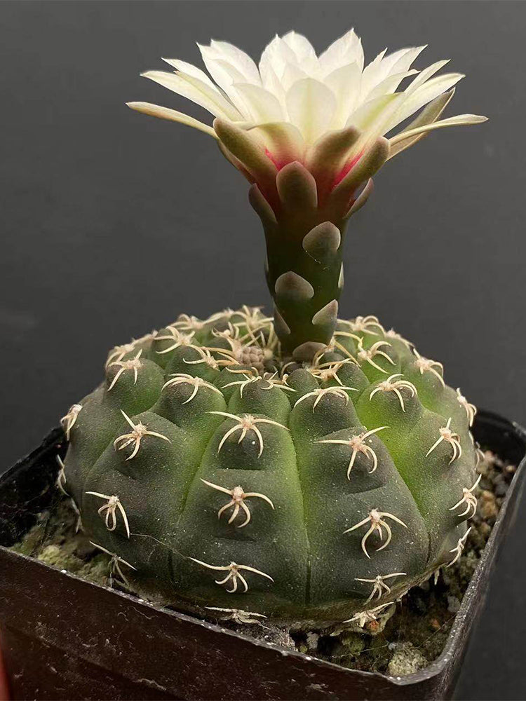 Gymnocalycium quehlianum 'White Spines'