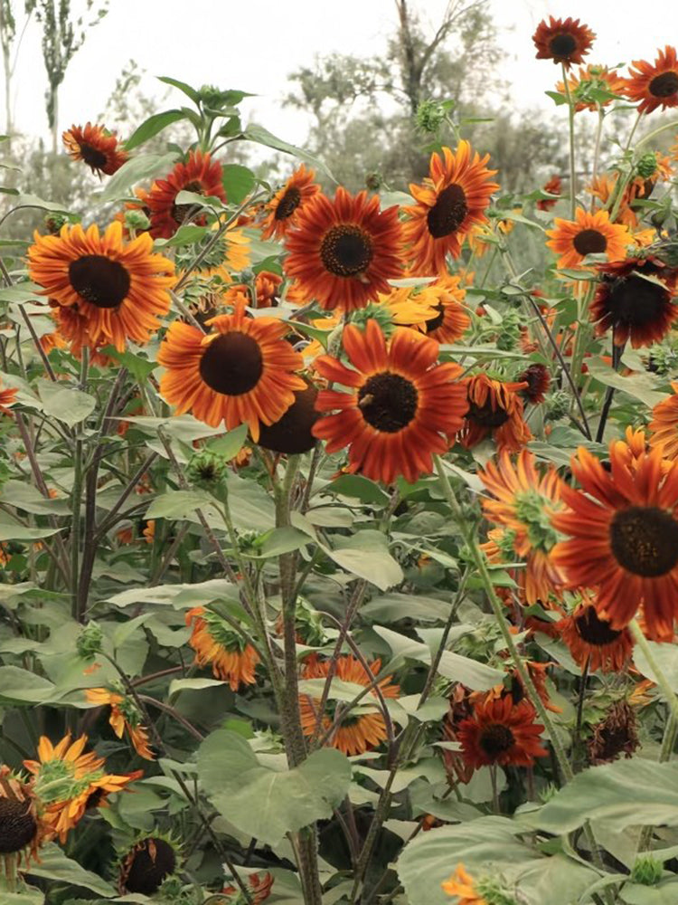 'Magician' Ornamental Sunflower