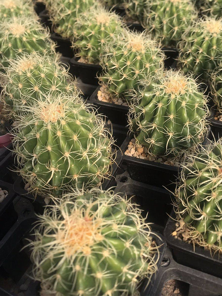 Kroenleinia grusonii 'Intertextus'