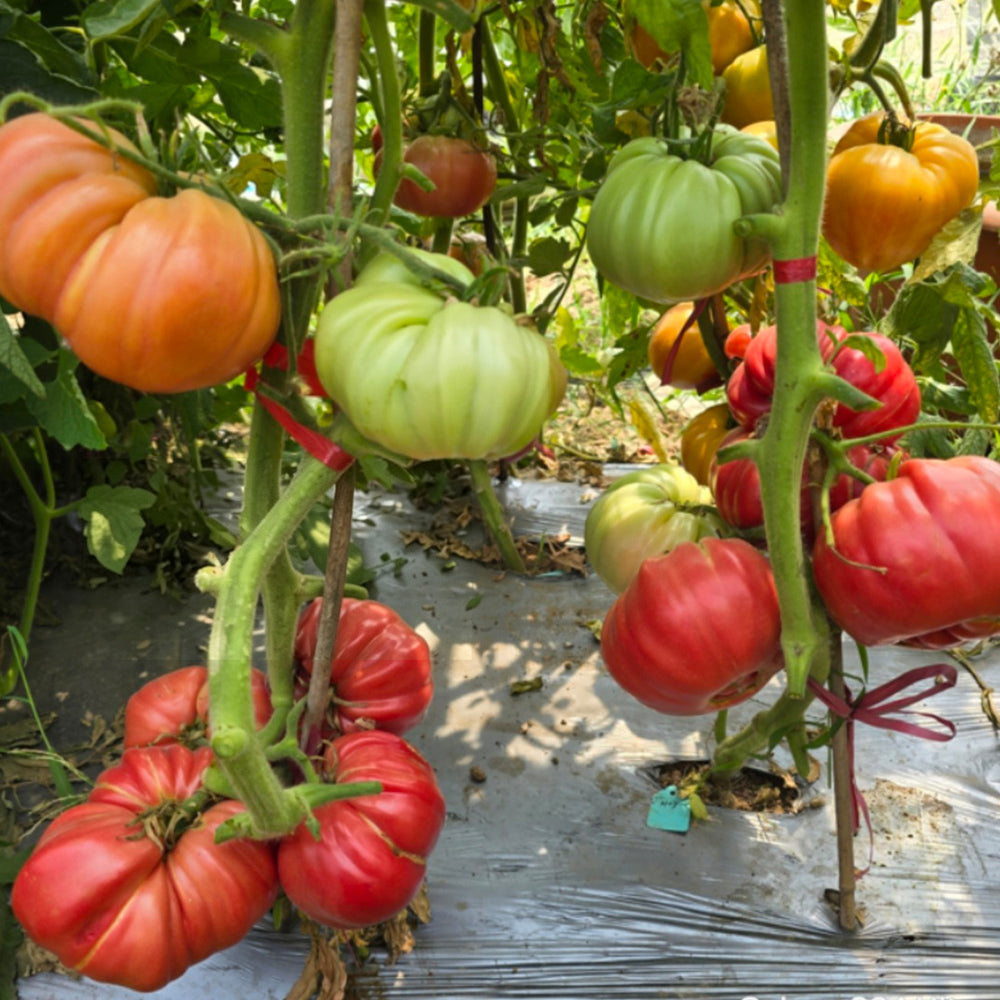 736 Hoy Giant Tomato