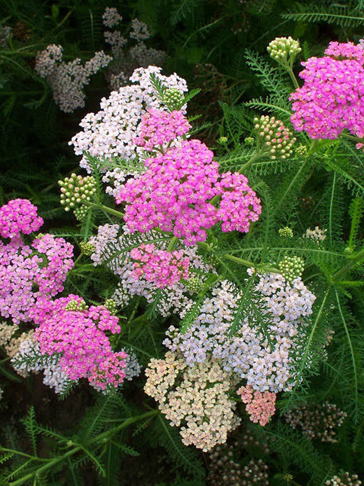 Yarrow, Mixed