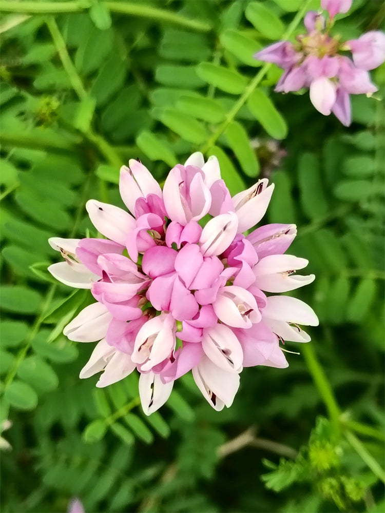 Crown Vetch