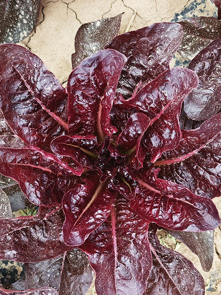 'Jing Zique' Lettuce