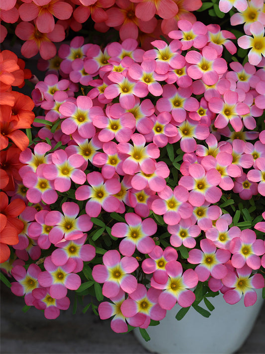 Oxalis obtusa Series Bulb - 'Aurora Borialis'