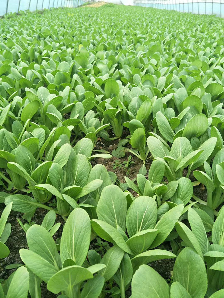 Shanghai Green