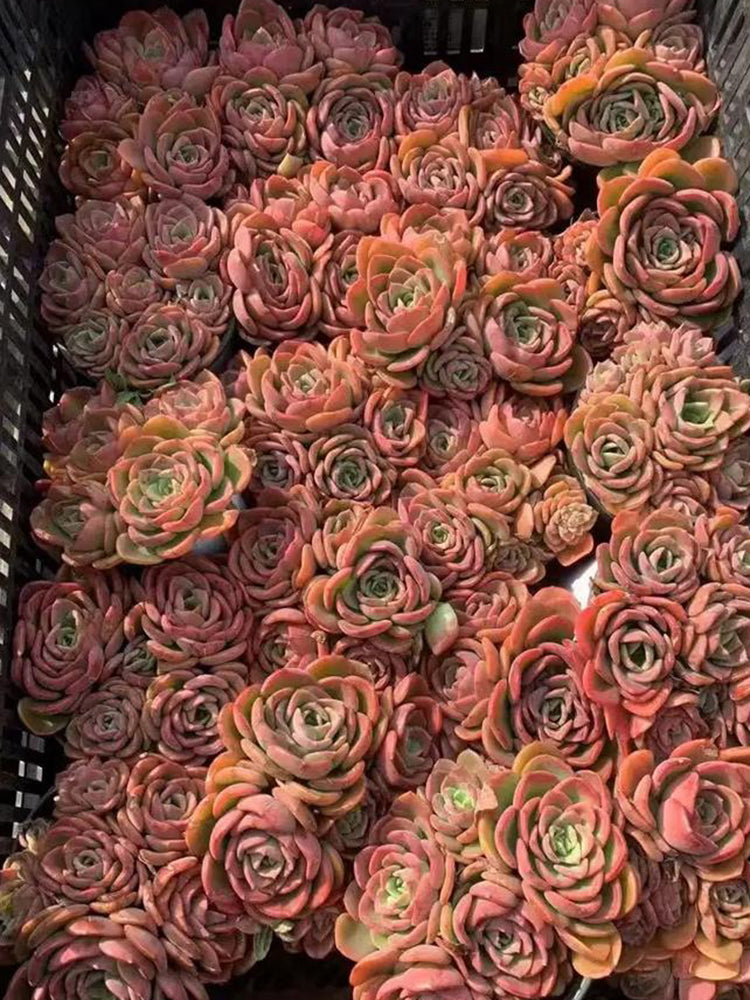 Echeveria 'Noble'