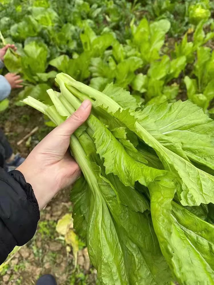 Sweet-Crispy Bamboo Mustard Green