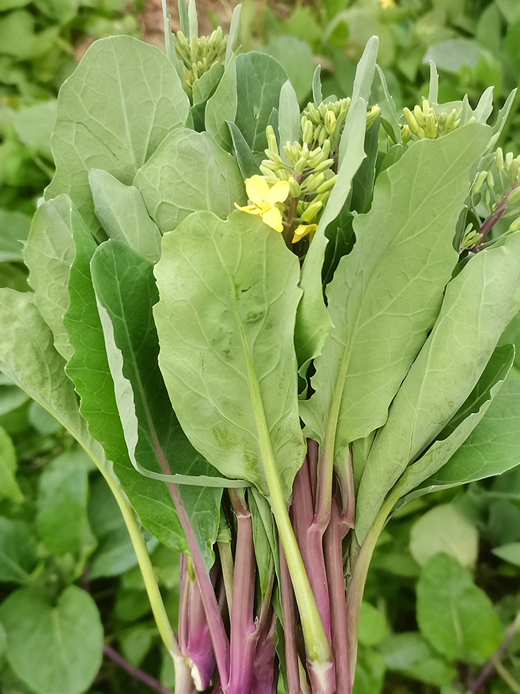 Red-Stemmed Chinese Kale