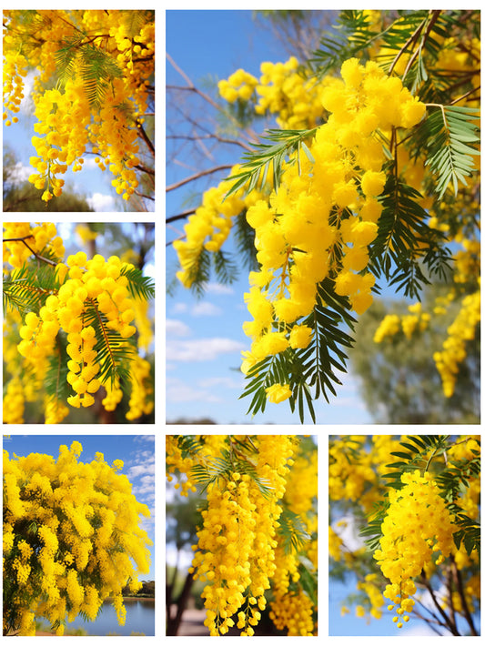 Silver Wattle