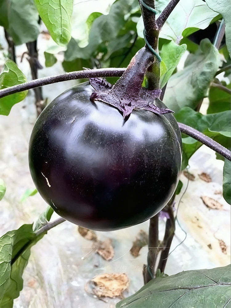 'Heiyuanshuai' Round Eggplant