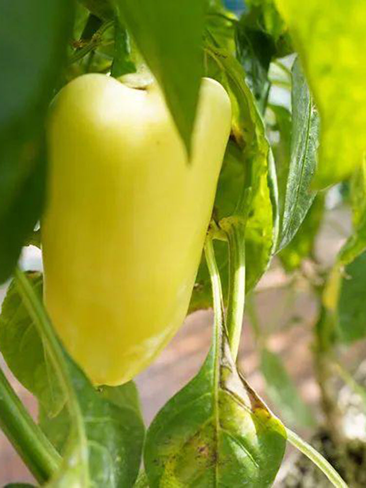 Cream Fruit Sweet Pepper