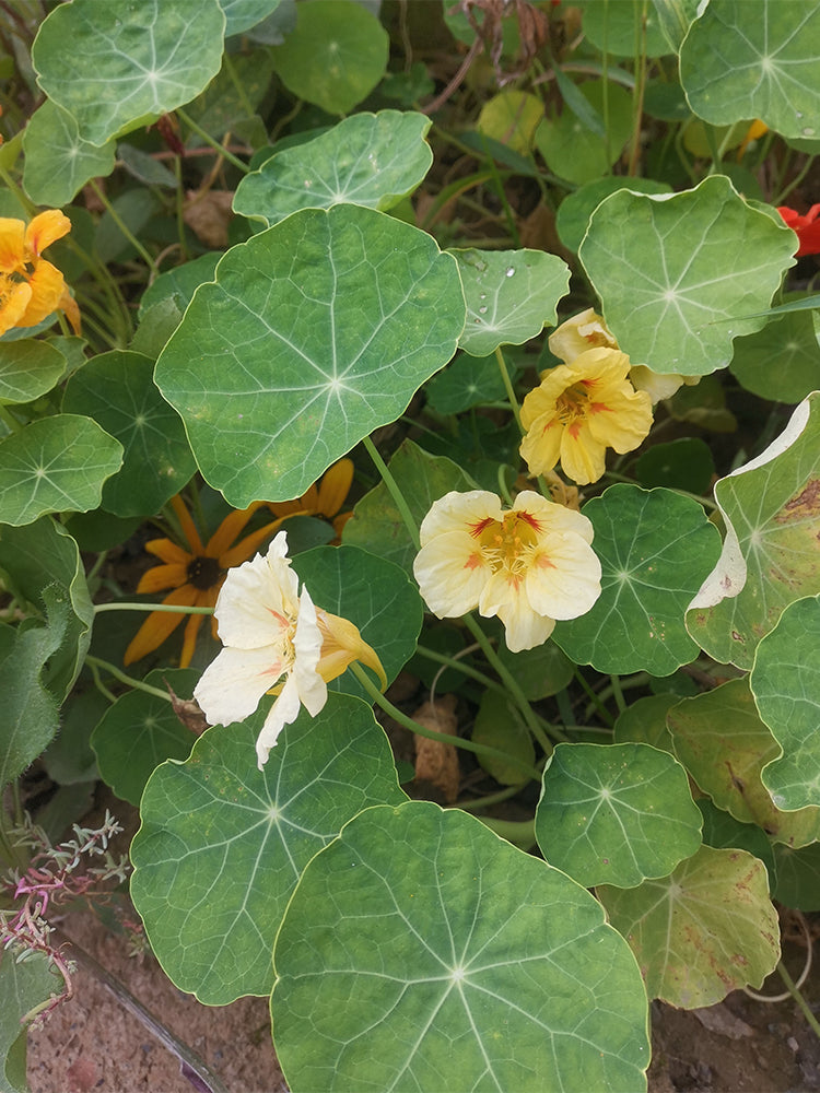 Hezhichun Yellow Nasturtium
