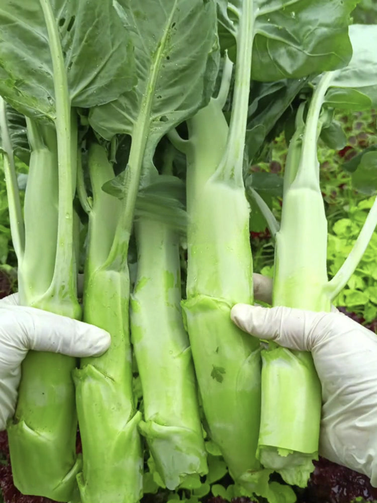 Dajinsun Chinese Kale