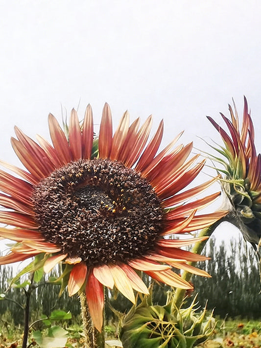 HEL23 Sunflower