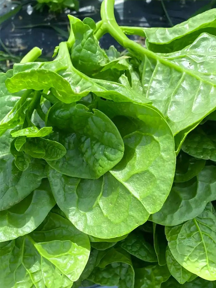 Large-Leaf Malabar Spinach
