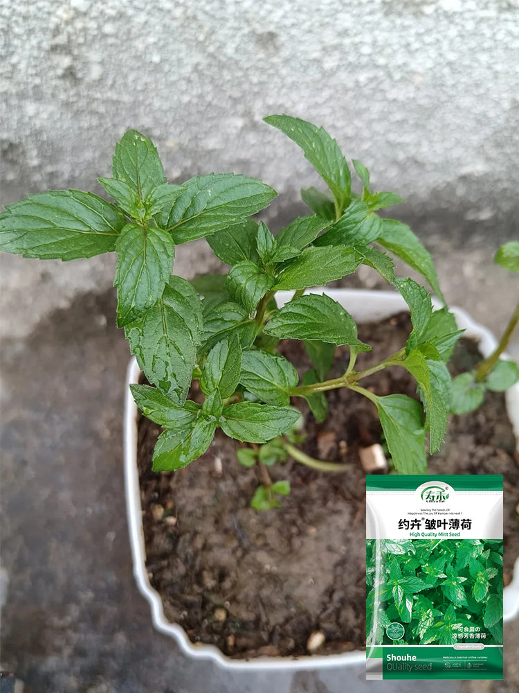 Crinkled-leaf Peppermint