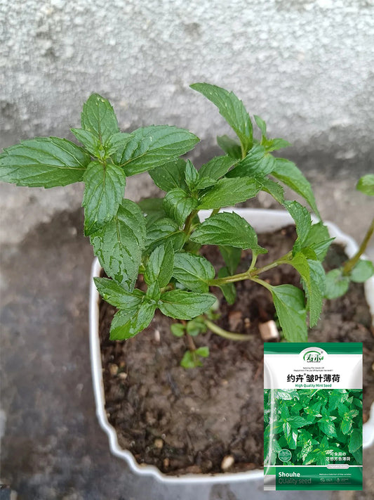 Crinkled-leaf Peppermint