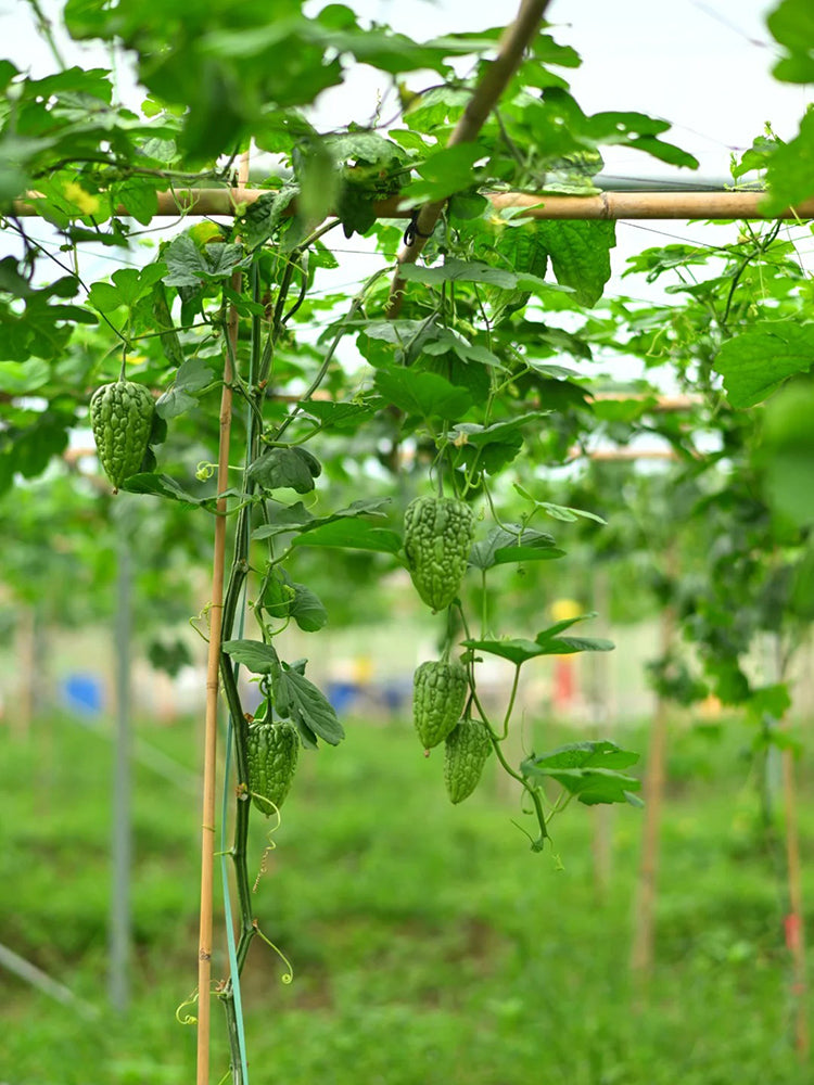 'Kainong Chunbao' Bitter Gourd