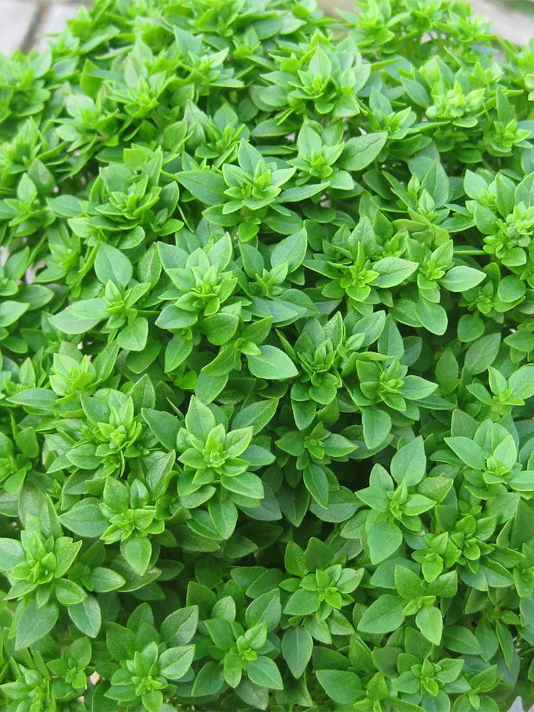 Aristotle Basil