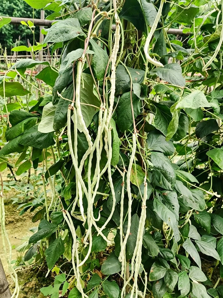 'Zhengjiang Yinshuai' Cowpea