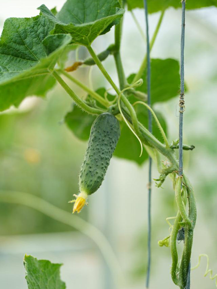 Russian Masha Fruit Cucumber