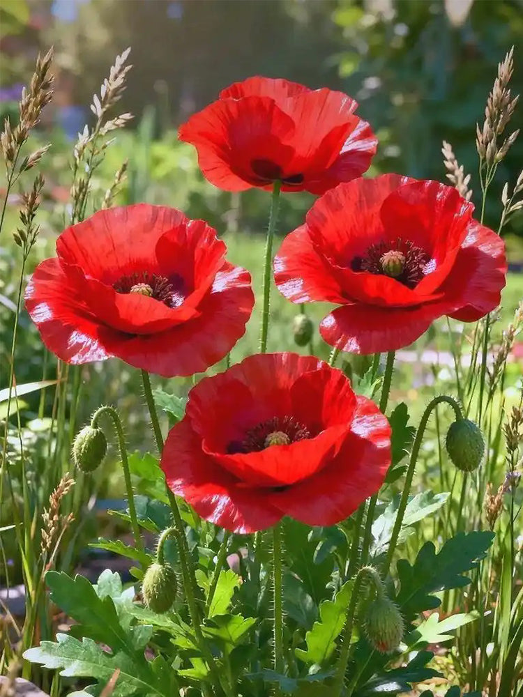 Hezhichun Field Poppy