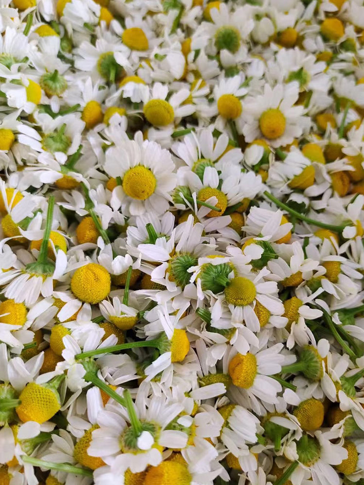 Oxeye Daisy