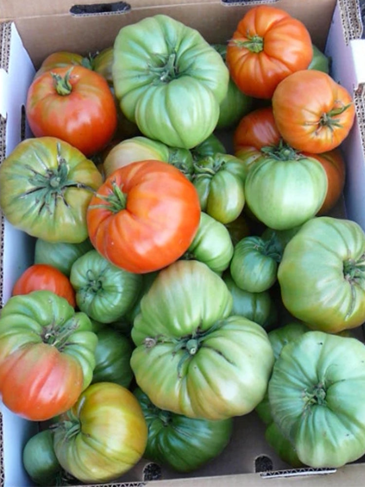 929 Sicilian Saucer Giant Tomato